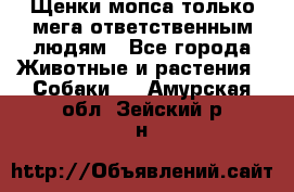 Щенки мопса только мега-ответственным людям - Все города Животные и растения » Собаки   . Амурская обл.,Зейский р-н